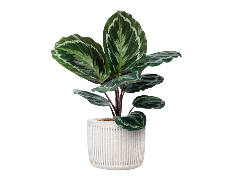 Calathea